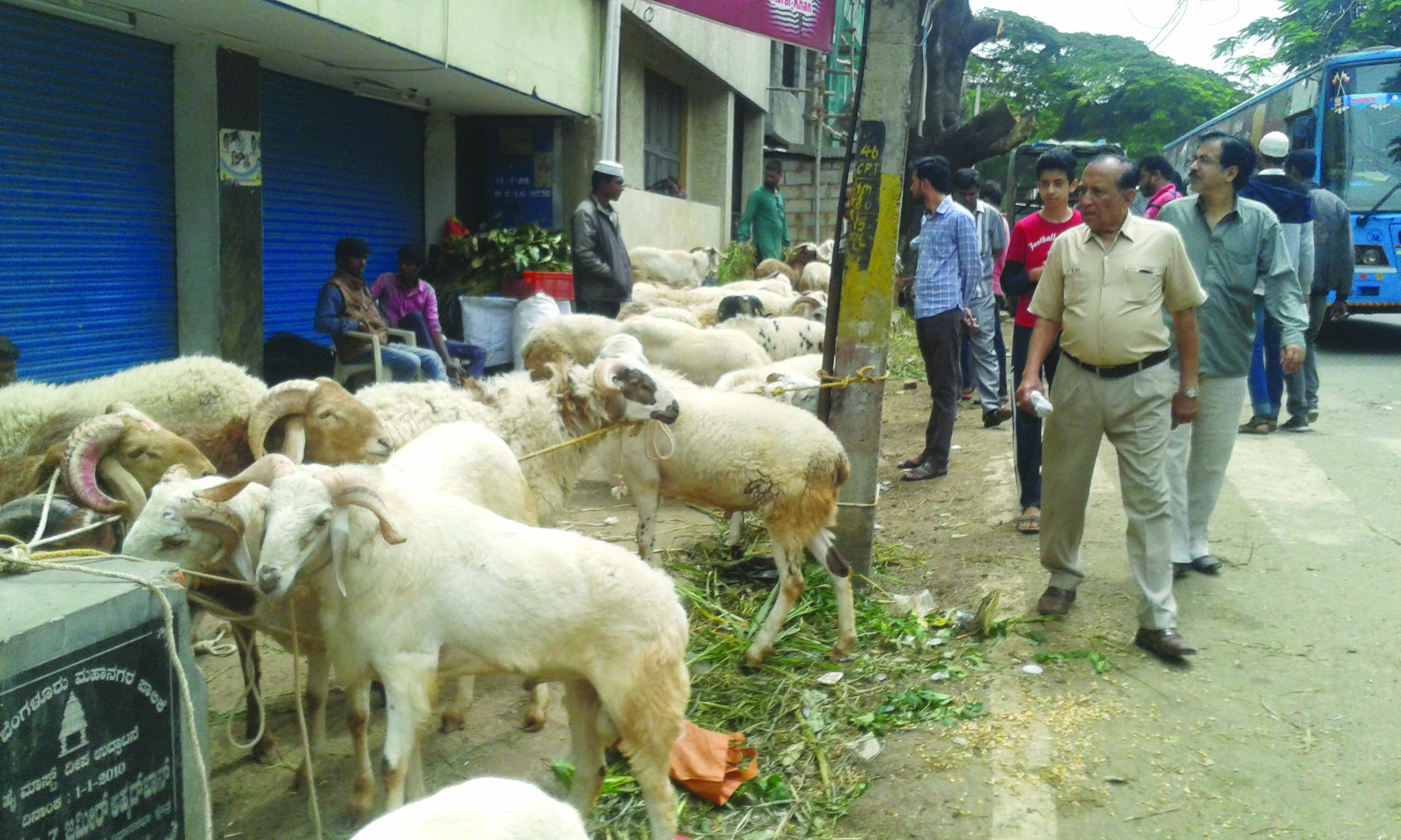 ಈದ್ಗಾ  ಮೆದಾನದಲ್ಲಿ ಗಮನ ಸೆಳೆಯುತ್ತಿರುವ ವಿವಿಧ ತಳಿಗಳ ಕುರಿಗಳು